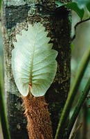 climbing Basket fern with nest-leaf